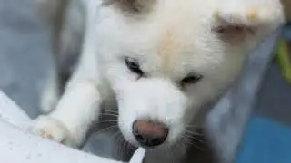 The Akita Dog: Japan&rsquo;s Fluffy National Treasure!