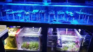 Prevent Drain Blockage Tip for frag tanks, sumps and add on tanks  