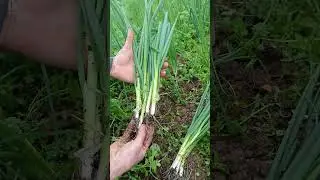 Taze Soğan Hasadı