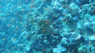 Ras Mohamed - Shark & Yolanda Reef