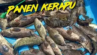 PANEN.. SPOT MANCING KERAPU DI KALIWATU SEMARANG