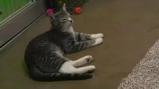 High Country Humane Animal Shelter Over Capacity