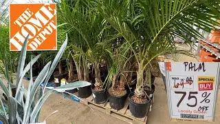 Bargain Clearance Plants at The Home Depot