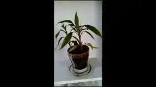 Bamboo brath - TimeLaps 1 frame / 180 sec. / 3 days