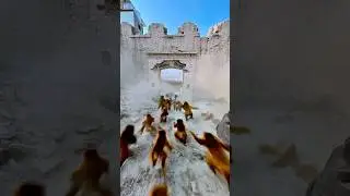 Monkeys pr attack ho gaya #pets #monkey #attack #shorts