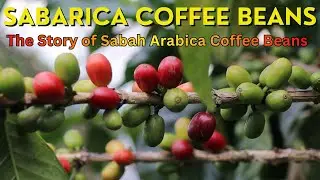 Sabarica Coffee Beans_4K | The Story of Sabah Arabica Coffee Beans