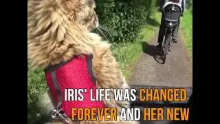 The Amazing Story of Iris and Thula