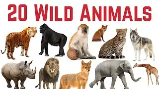 जंगली जानवर के नाम सीखे बच्चों के लिए | Learn 20 Wild Animals Name for kids