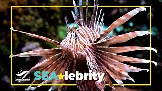 SEAlebrity showcase: Meet Singa the red lionfish!