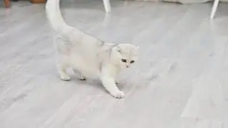 iCat - Automatic & Interactive Laser Pointer