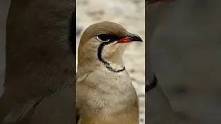PERDIZ-DO-MAR ave perdida no Brasil?