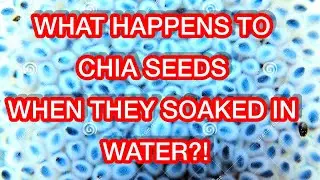 WHAT HAPPENS TO CHIA SEEDS WHEN THEY SOAKED IN WATER?!