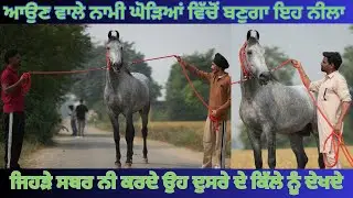 ਇਹ ਨੀਲਾ ਇੱਕ ਸਮੇਂ ਨਾਮੀ ਘੋੜਿਆਂ ਦਾ ਥੰਮ ਬਣੁਗਾ । ਸਬਰ ਦਾ ਫਲ਼ ਅਜ ਮਿੱਠਾ ਹੋ ਗਿਆ ਸ਼ੇਰੇ ਬਾਈ ਲਈ 