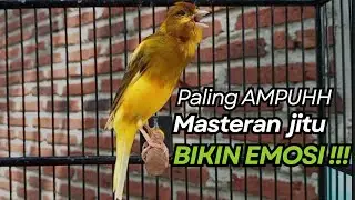 KENARI GACOR Cuit CUIT BIRAHI UNTUK PANCINGAN & MASTERAN Kenari PAUD AGAR BUNYI