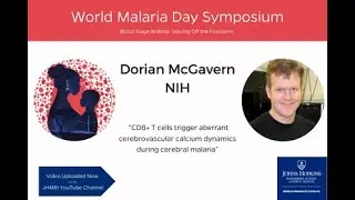 Understanding Brain Health: CD8+ T Cells and Cerebrovascular Dynamics | Dorian McGarven