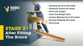 Dog Knee Brace Exercises (Stage 2)