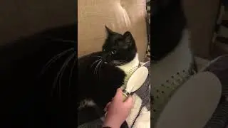 Funny Cat Video Short - My Cat Loves Eating Hair Brushes!