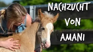 [Nachzucht] Dressurhaflinger Amani | 1. Nachzucht Pr&auml;mienhengstfohlen 