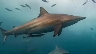 INCRE&Iacute;BLE BUCEO EN MALDIVAS - RUTA NORTE+SUR - 2020