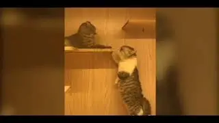 Adorable cats. #shorts (@funnyshorts)