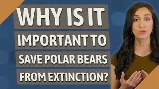 Why is it important to save polar bears from extinction?