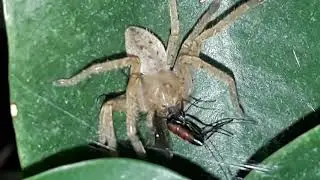 Olios Argelasius mange une pompile