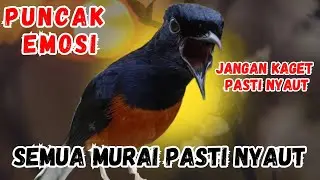 PANCINGAN DAHSYAT MURAI BATU GACOR BIKIN EMOSI, murai batu APAPUN SEKALI DENGAR LANGSUNG nyaut