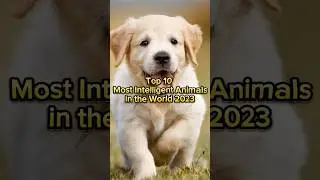 Top 10 Most Intelligent Animals in the World 2023 #facts #facebook #shortsfeed #shorts #animals #top