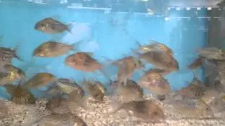 Sodalis Cats - Pier Aquatics