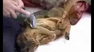 How to Dyson an Abyssinian Cat
