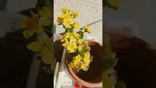 каланхое цветет 10 января 2026 #цветы #израиль #israel #flowers #life