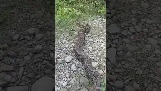 Burmese Python releasing #python #wildlife #wildliferescue #manasnationalpark #savewildlife #snake