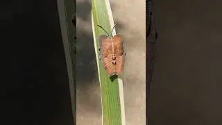 A Real-Life Bug That Looks Like the Knave of Hearts  | Alice in Wonderland IRL  #bug #BugCloseUp