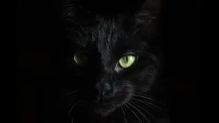 Croydon Cat Killer