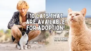 10 Cats Available For Adoption! | Tenerife Horse Rescue