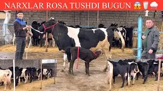 ALISHER🤝F💥VOY DODDD✊NARXLAR SINDI😱UATA ARZON UTA SIFATLI BONISLARI BILAN SHOSHILING🏃