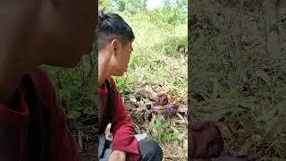 Senang bisa lihat bunga bangkai #shorts