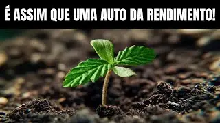 Cultivo de Semente AUTO EP 2: FASE VEGETATIVA SEMENTE AUTOMATICA - CULTIVO INDOOR CANNABIS MACONHA