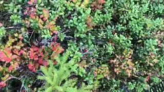 Брусника в шведском лесу в Вермланде. Lingon i V&auml;rmland. Swedish forest, cowberry