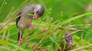 Java Sparrow forages on grain