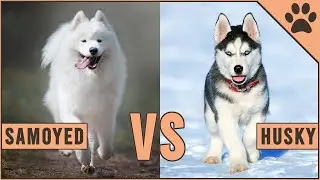 Samoyedo vs Husky Siberiano | Perros Mundo