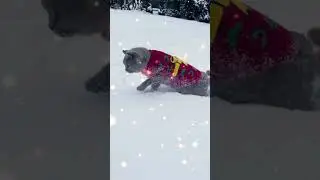 First snow experience&hellip; 0/10 would not recommend ❄️cats #funnycats#catvsnow#winter #pets#viral