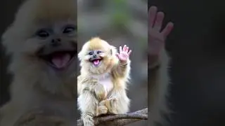 This Baby Golden Snub-Nosed Monkey Will Make Your Day!