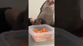Wow😱 Cute Otter eats with hands 😍😍