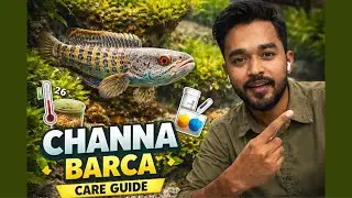 Channa Barca Snakehead fish Care Guide &ndash; Setup, Tips & Maintenance for the King of Snakeheads