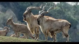 National Animal of Pakistan [MARKHOR]