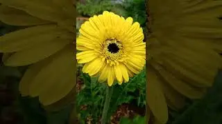 Bermekaran bunga gerbera di kebun