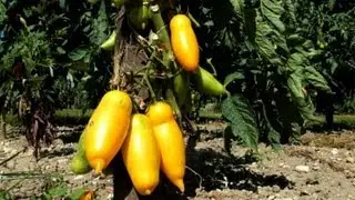 Au Conservatoire de la tomate, des vertes et des bien m&ucirc;res