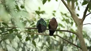 Couple Of Common Emerald Dove Chalcophaps Indica Perched On A Branch Prague Zoo