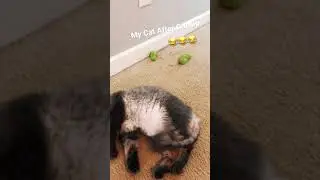 Cat Drugged On CatNip!! 😂😂😂